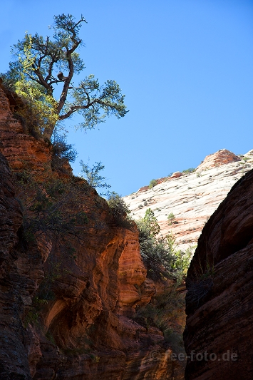Herbstlicher Zion NP - V